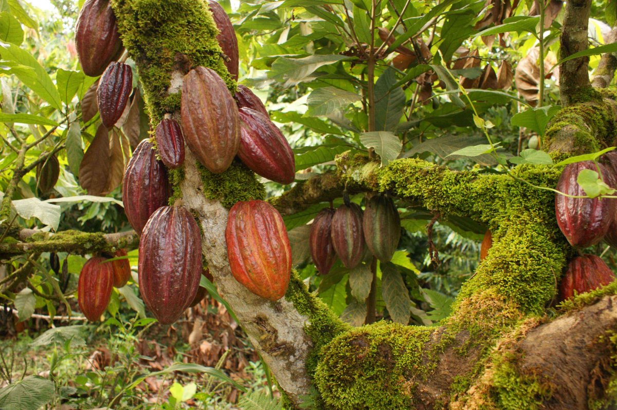 Какао (Theobroma Cacao)