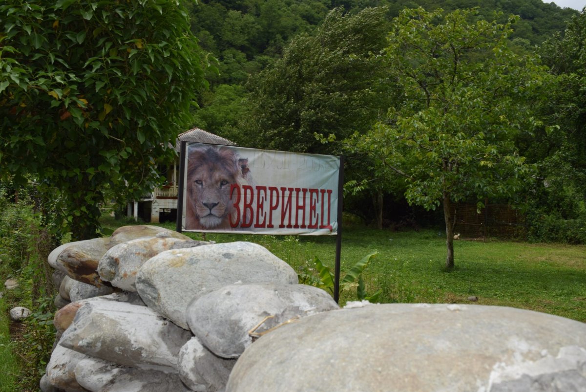 Картина зоопарк