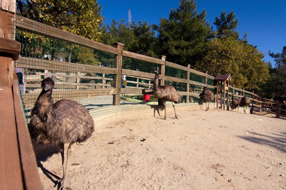 Planet Zoo план зоопарка
