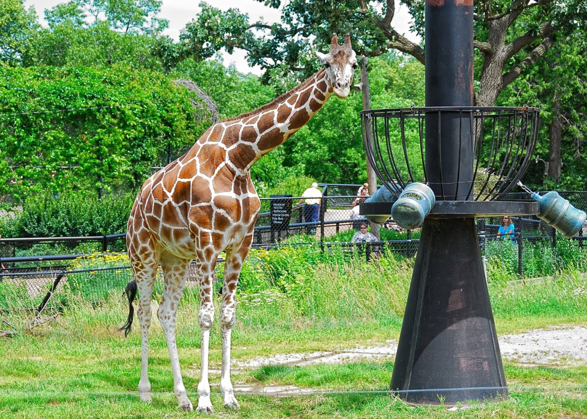 Зоопарк «Zoo Osnabrück» в Оснабрюке