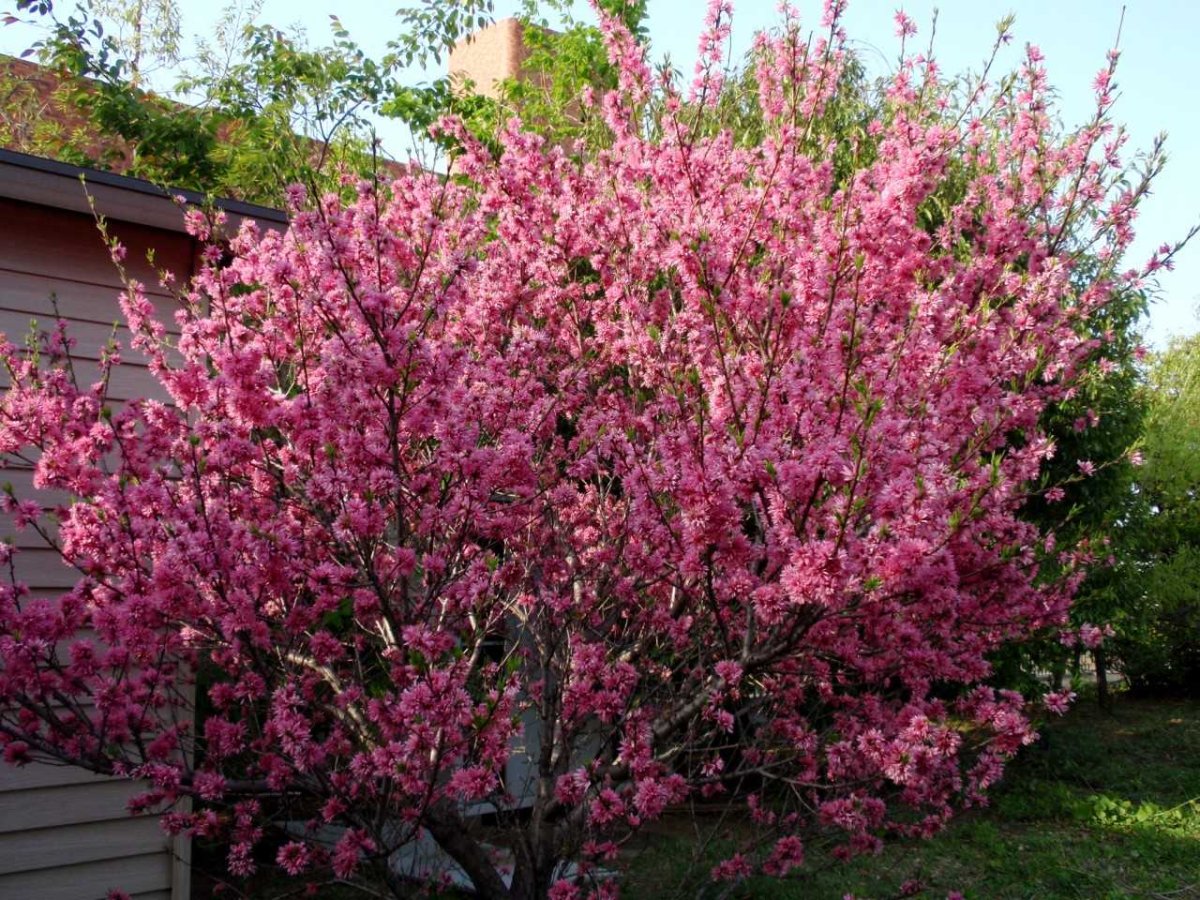 Bougainvillea spectabilis