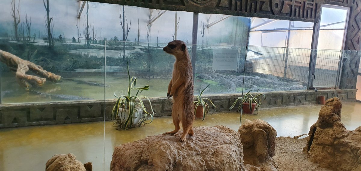 Парк ночное сафари