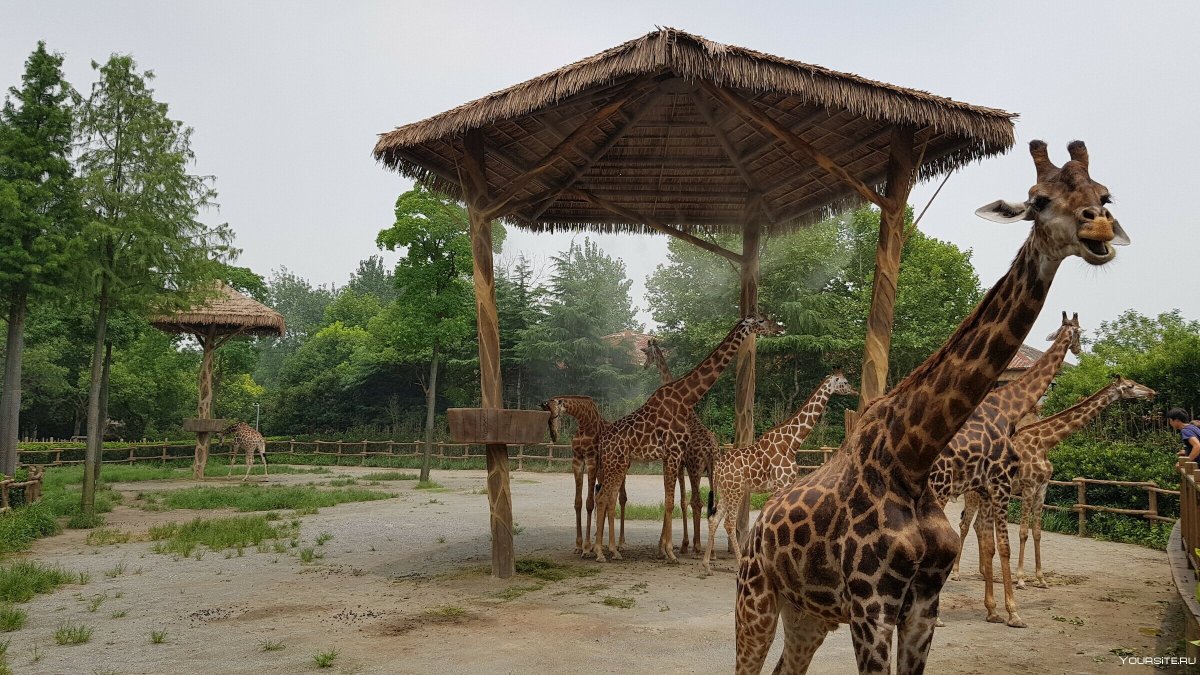 Зоологический центр сафари в Рамат-Гане