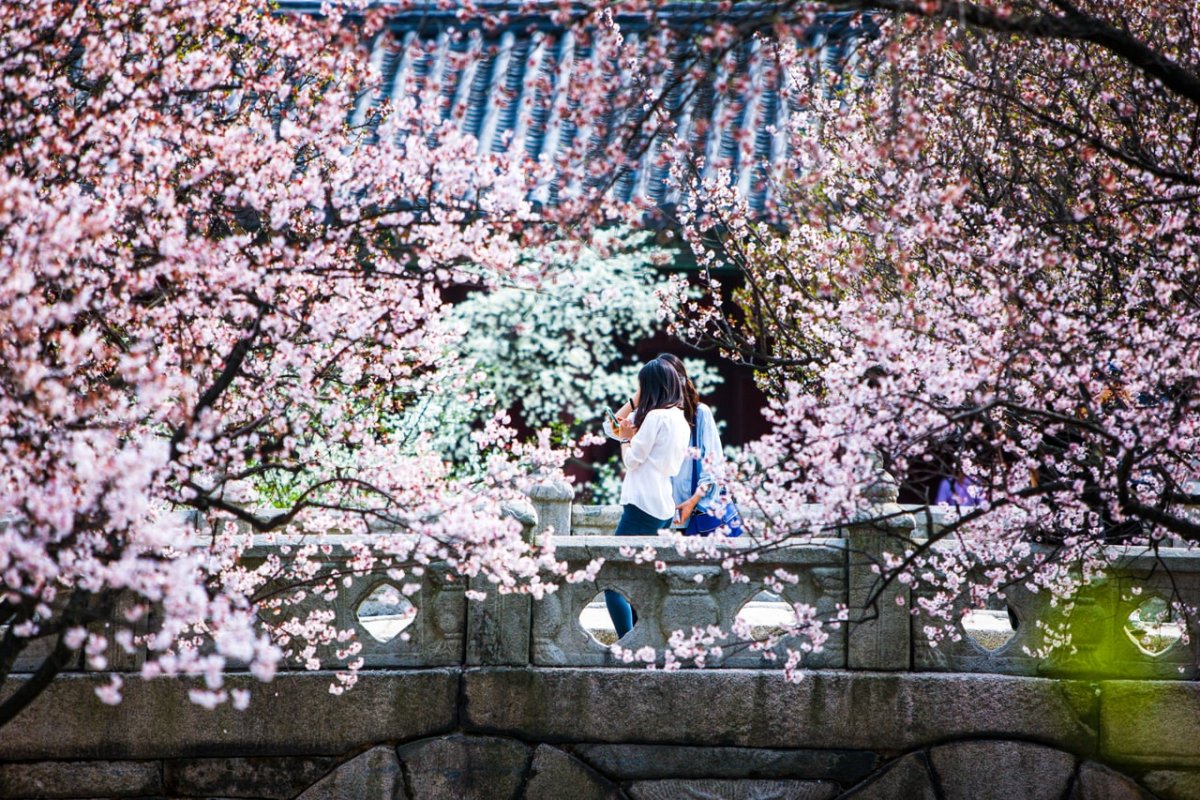 Сеул Южная Корея Cherry Blossom