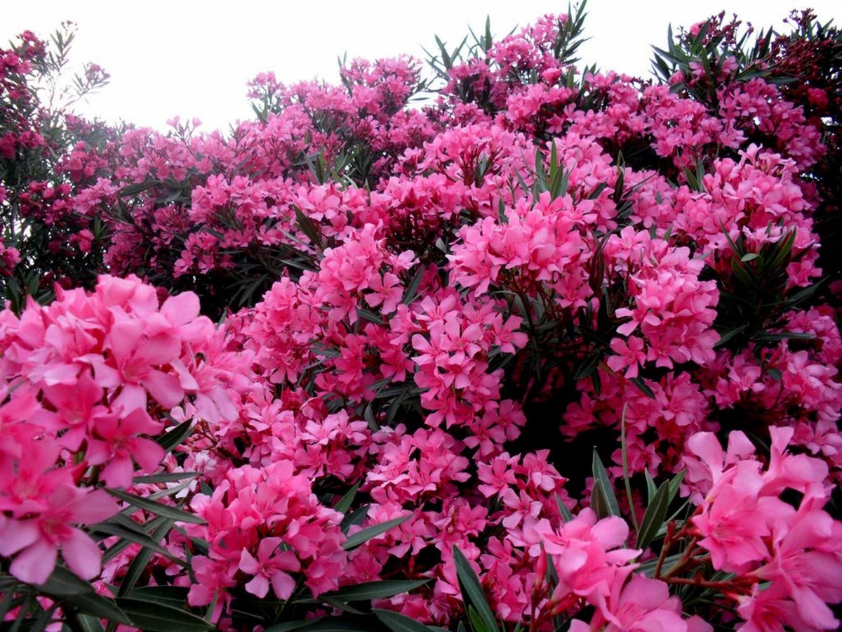 Олеандр (Nerium Oleander)