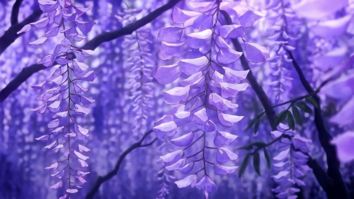 Дерево с фиолетовыми цветами в сочи