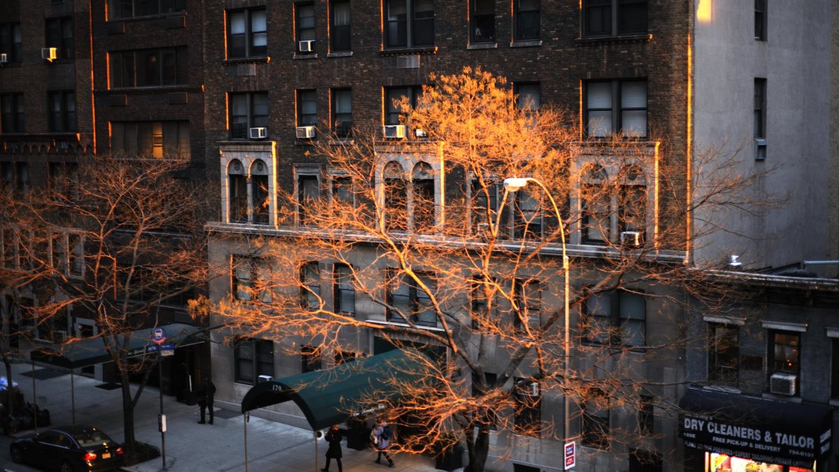 Деревья в нью йорке