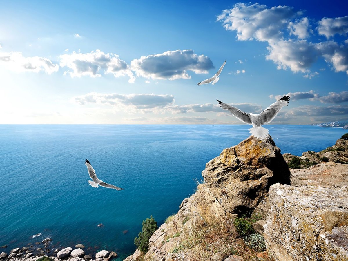 Птицы черноморского побережья краснодарского края