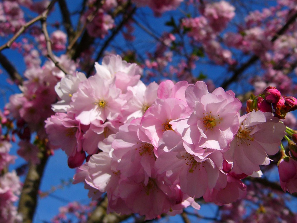 Сочи дендрарий цветение сакуры