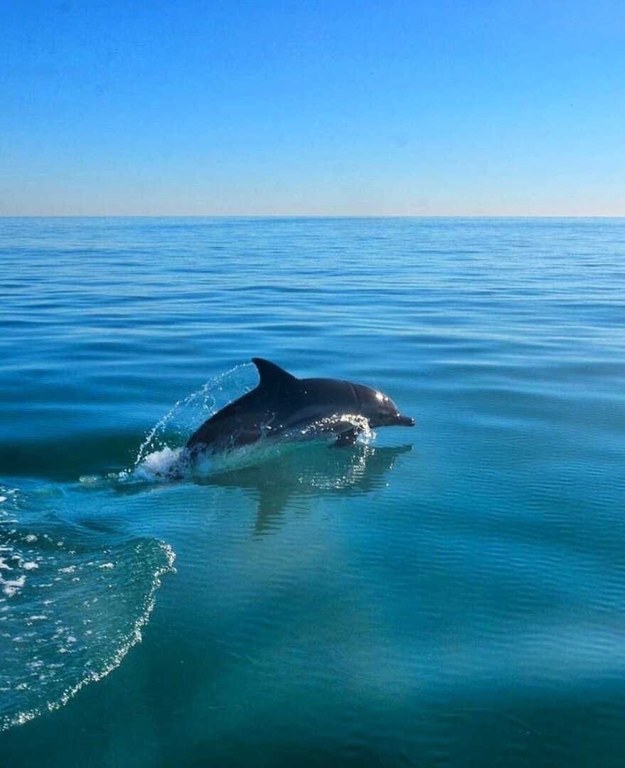 Дельфины в черном море сочи