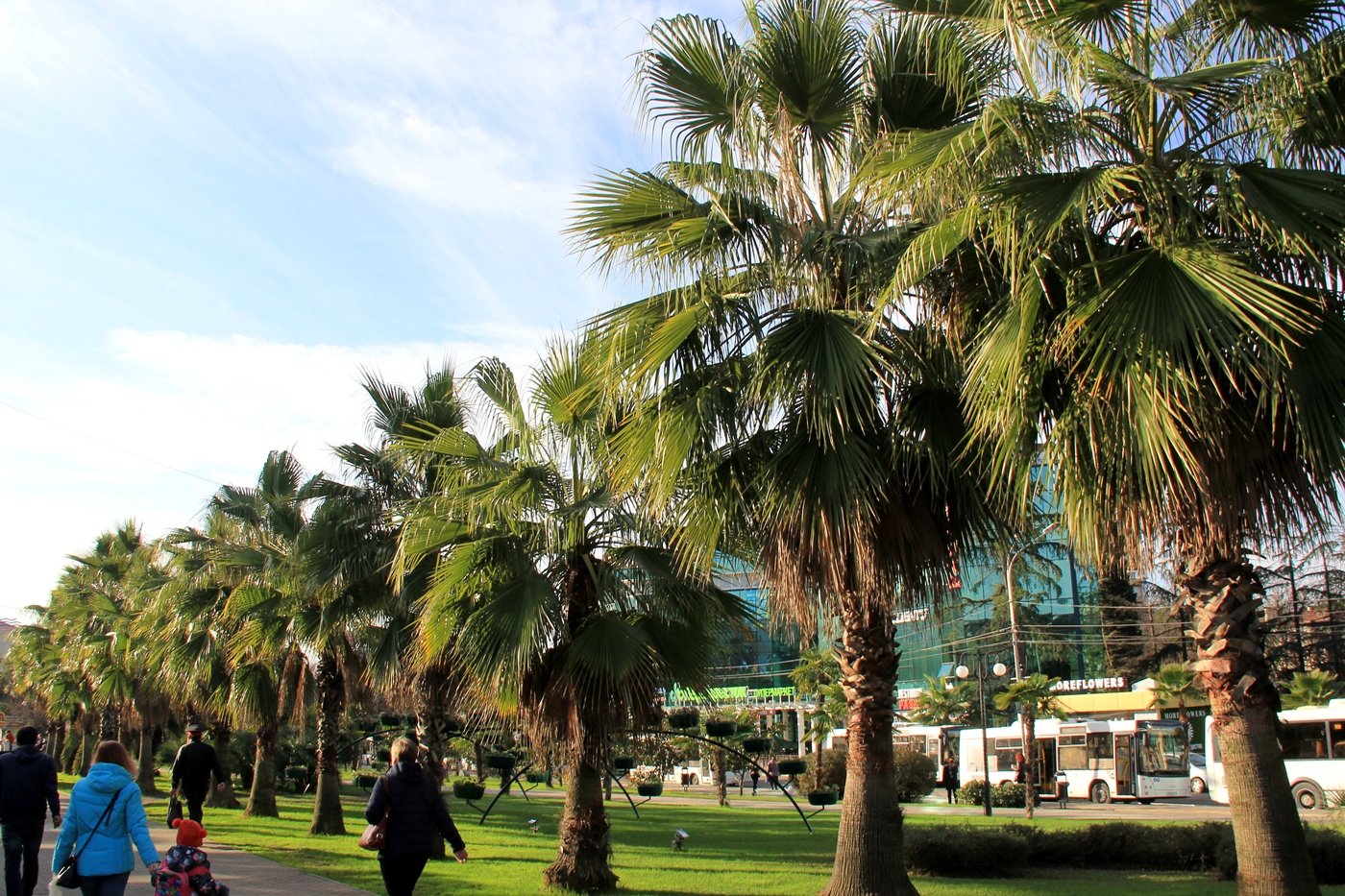 Страна где пальмы. Парк с пальмами в Адлере. Аллея пальм Олимпийский парк Адлер. Сочи пальмы Адлер. Пальмовая аллея Имеретинка.