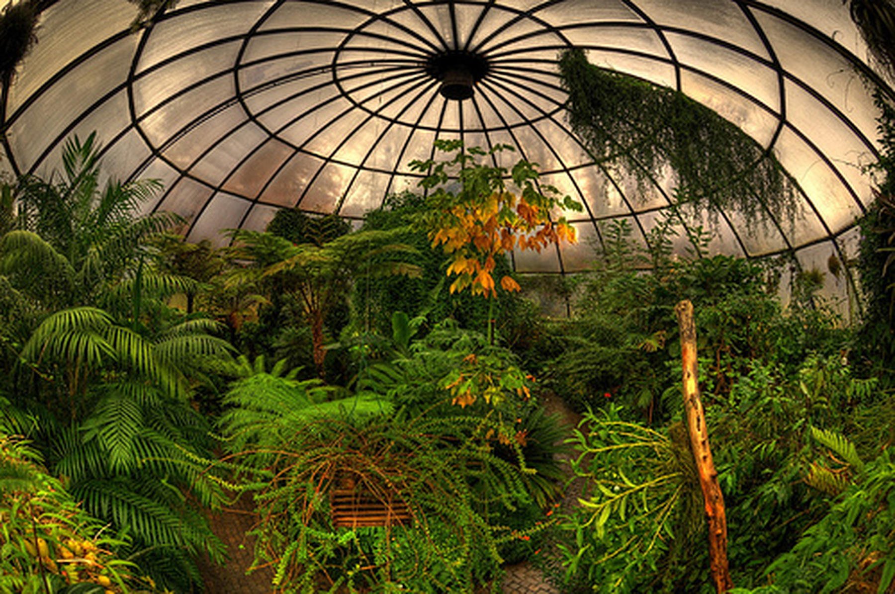 Оранжерея это по своему устройству. Оранжерея Кью Гарденс. Ботанический сад Цюрих. Оранжерея Ботанический зимний сад. «Зимний сад» оранжерея Пэкстон.