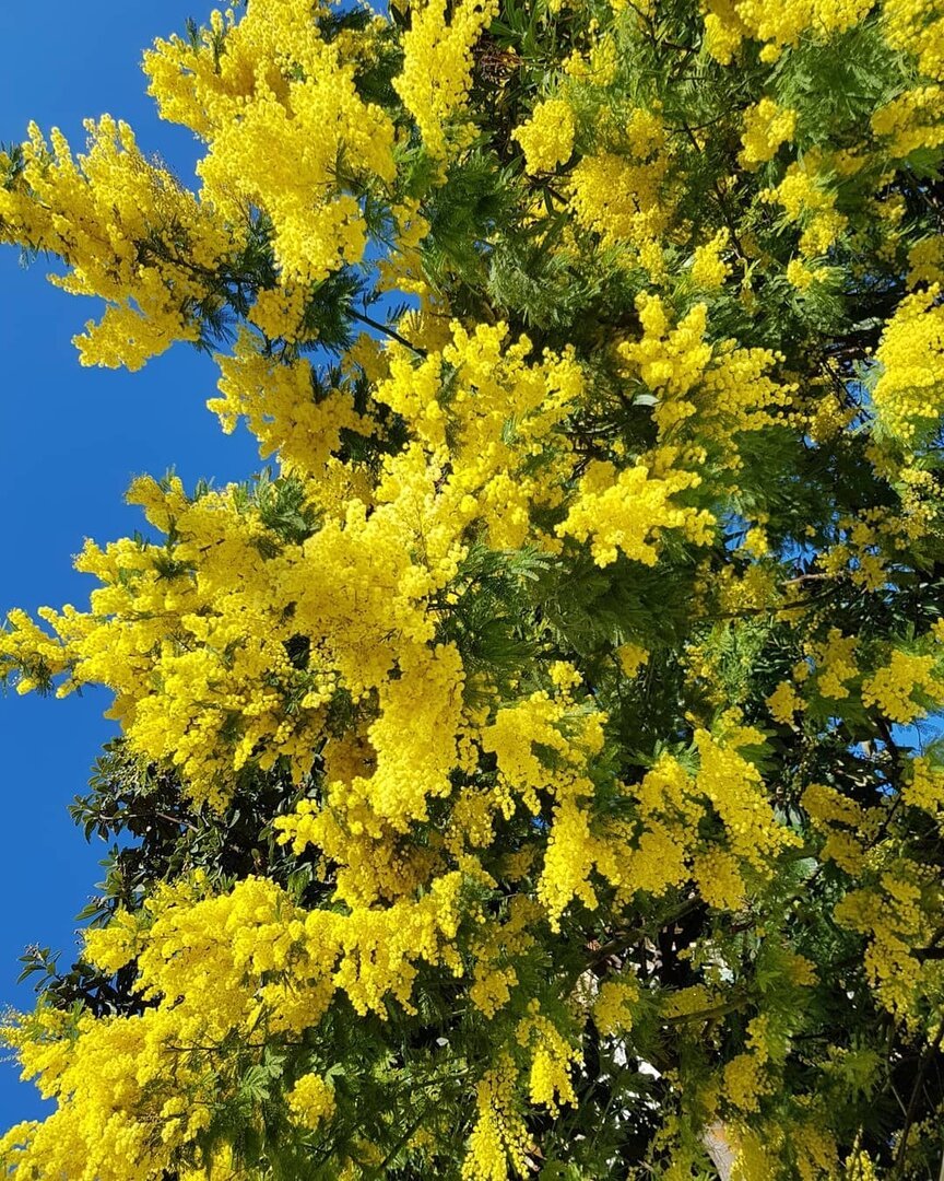 Дерево в сочи с желтыми цветами
