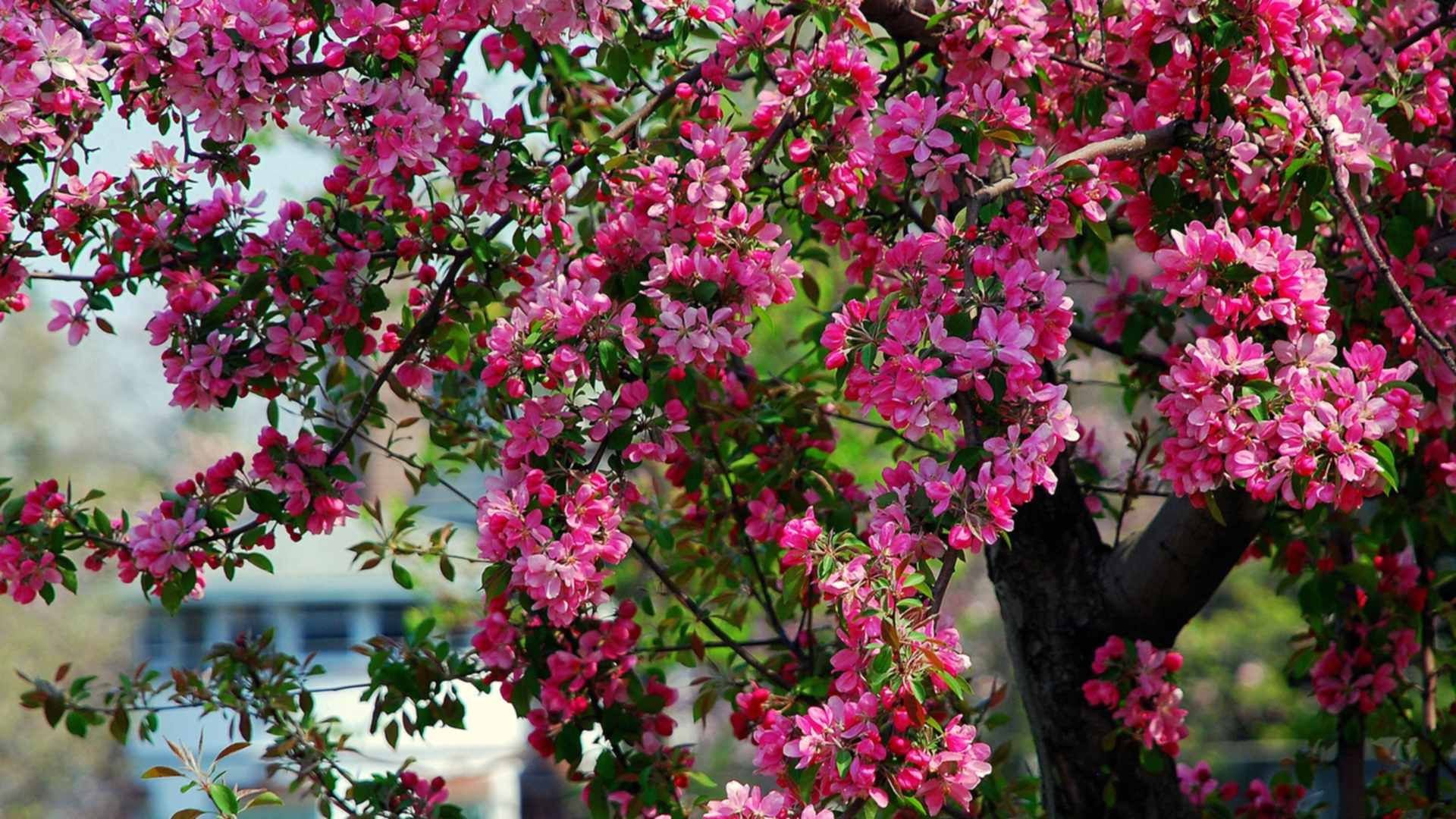Что цветет розовым цветом деревья. Декоративная яблоня розовоцветущая. Мирт Розовоцветущий. Цветение Фетхие яблоня. Дикая яблоня с розовыми цветами.