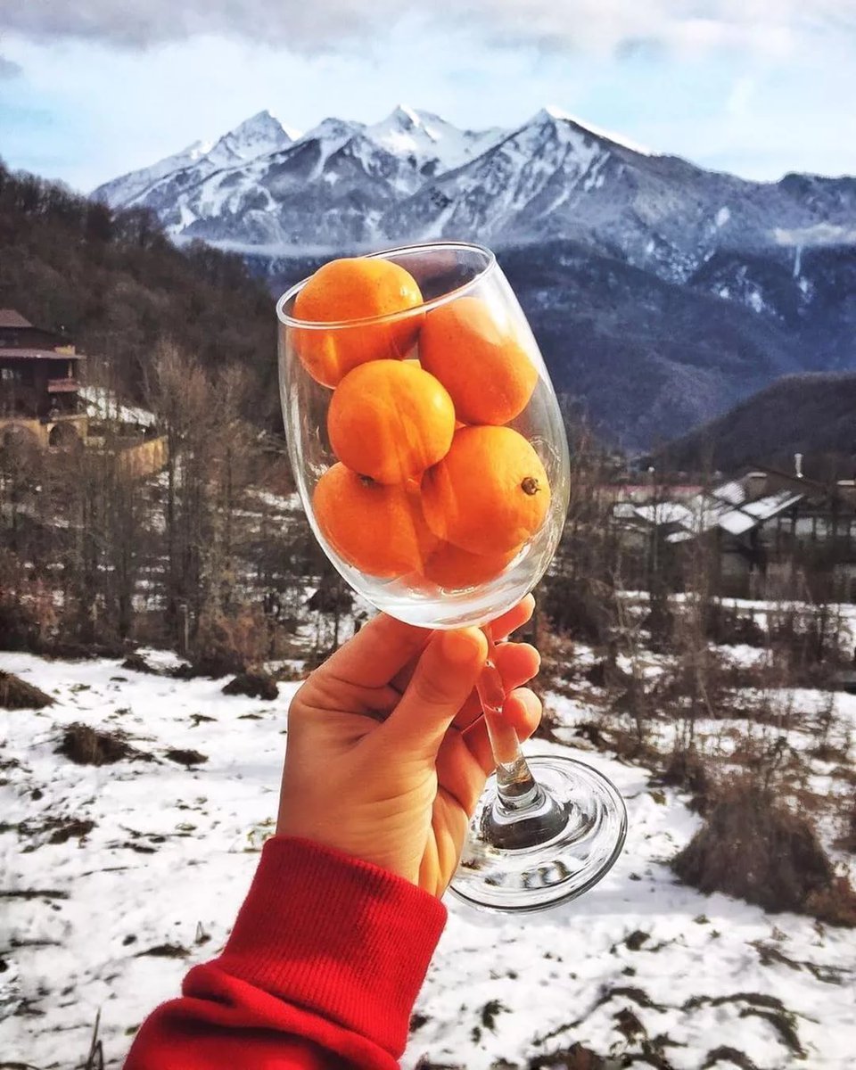 Гагра мандарины зима