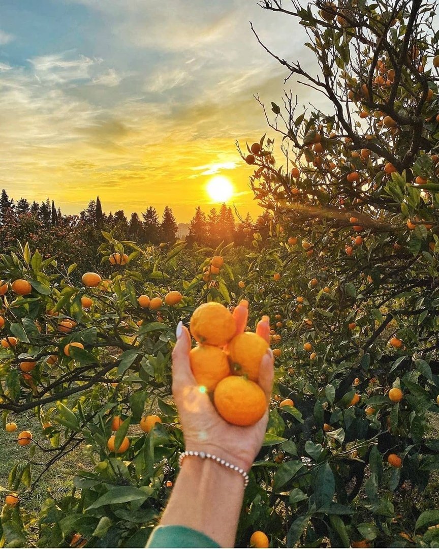 Мандарины (Абхазия)