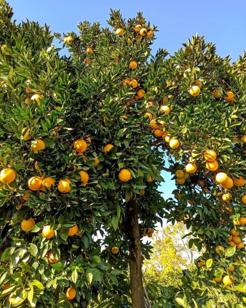 Абхазия Мандариновая роща
