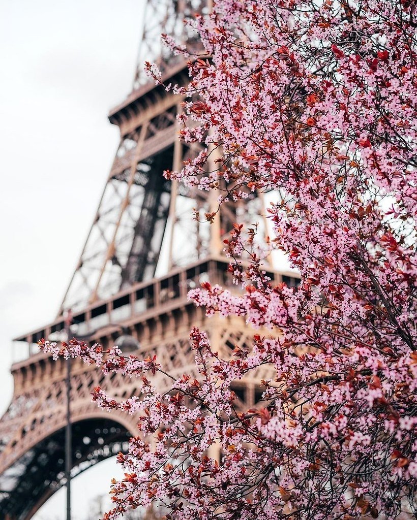 Париж весной картинки