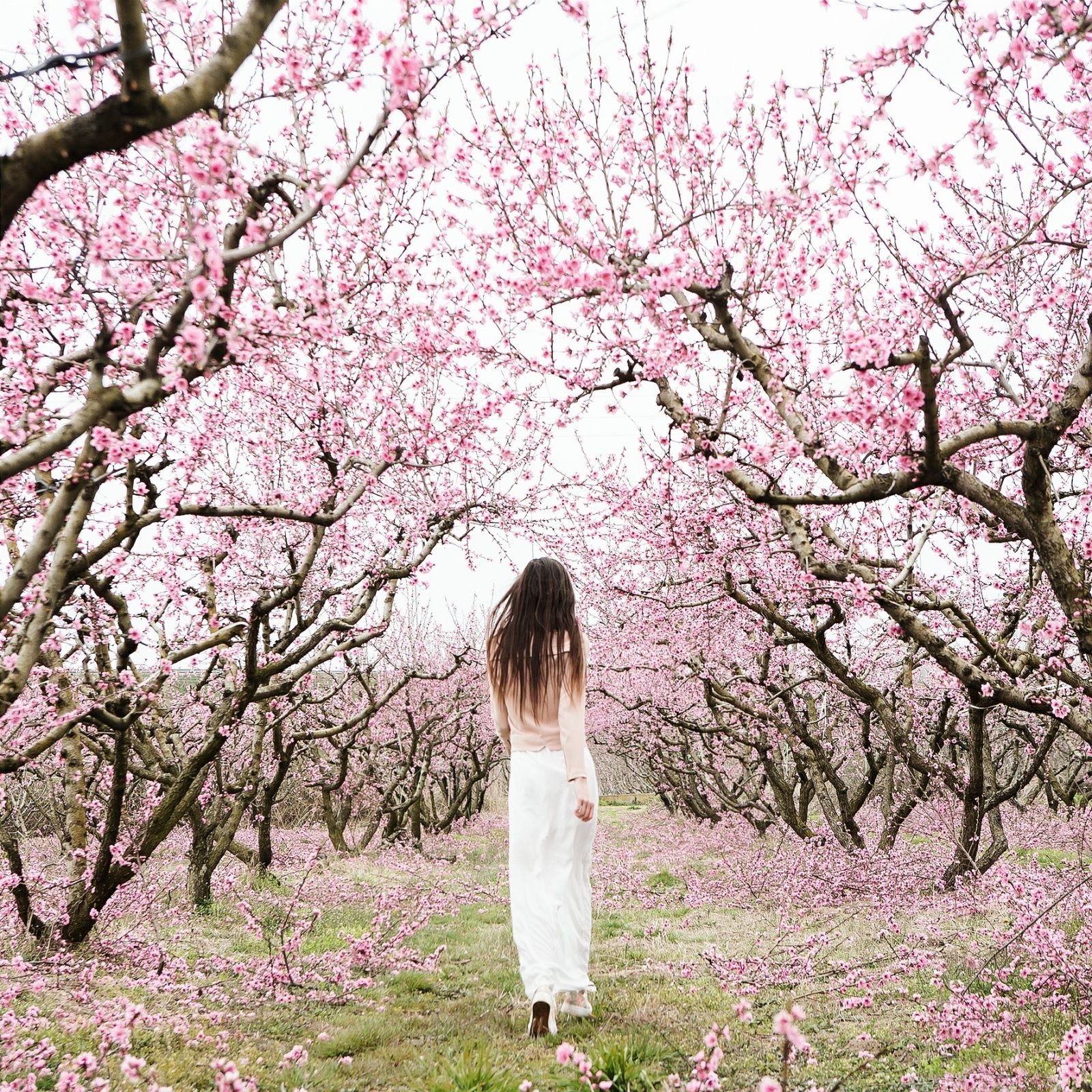 Фото с цветущим деревом девушка