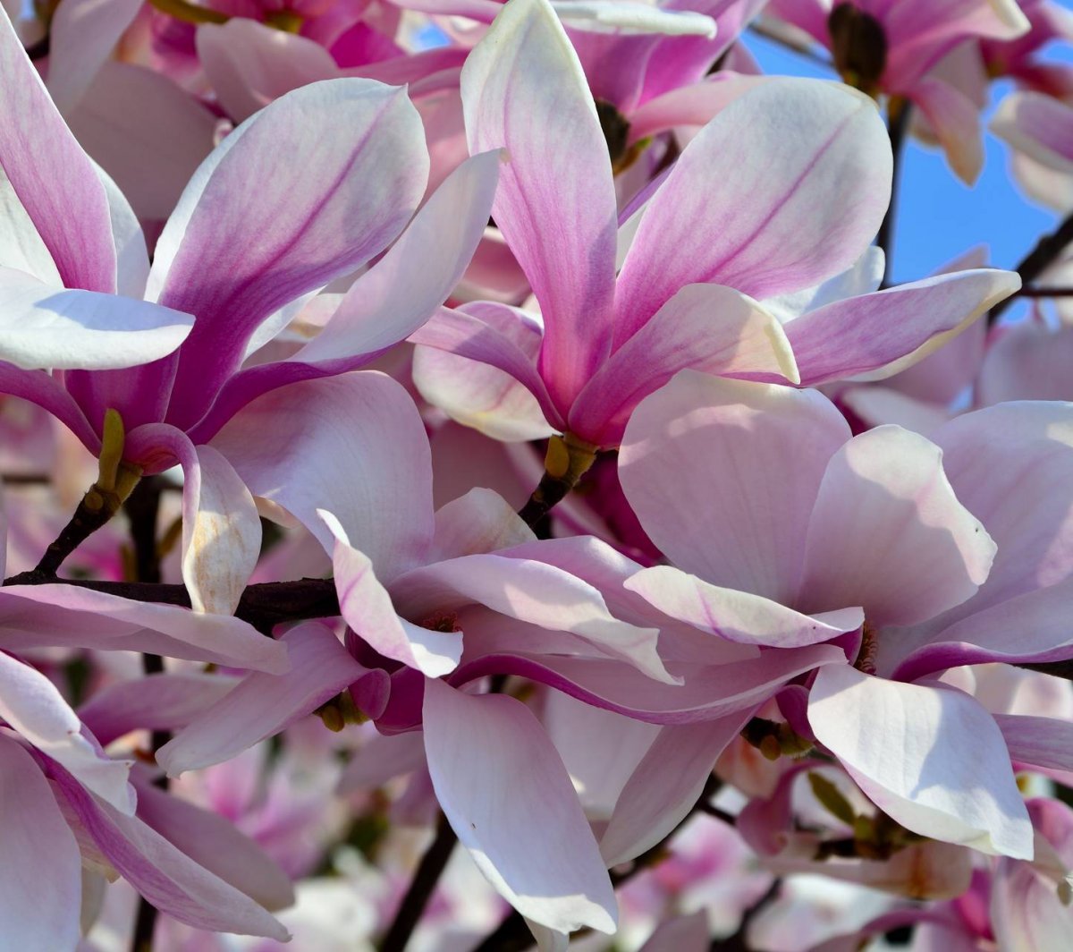 Как цветет магнолия в сочи. Магнолия Суланжа. Магнолия Суланжа (Magnolia soulangeana). Зацвела Магнолия Суланжа. Магнолия пурпурная Суланжа.