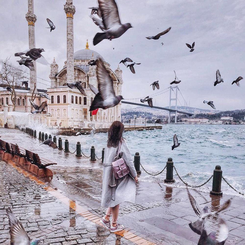 Стамбул чайки