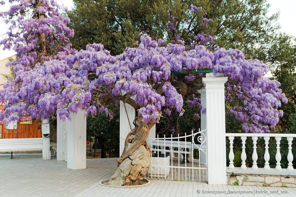 Глициния Япония ночью