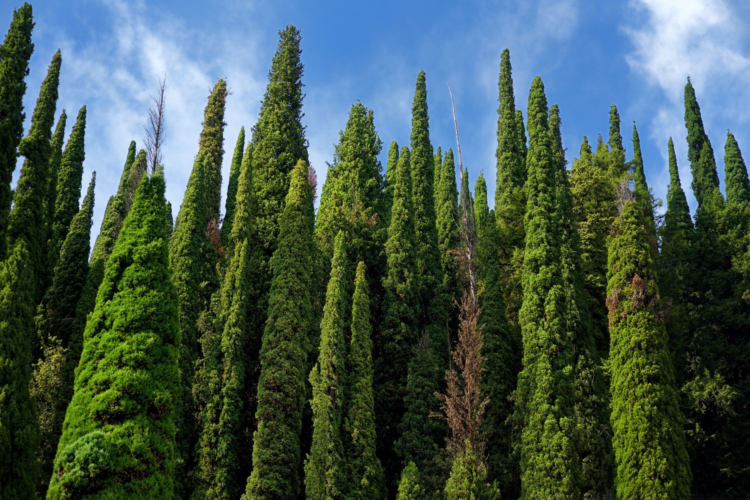 Кипарис вечнозеленый (Cupressus sempervirens)