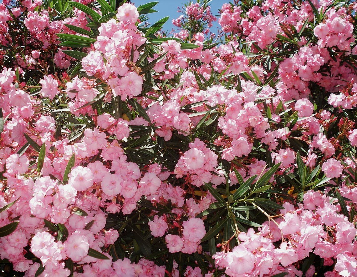 Что цветет розовыми цветами в крыму. Олеандр кустарник. Олеандр махровый куст. Олеандр Nerium. Олеандр (Nerium Oleander).