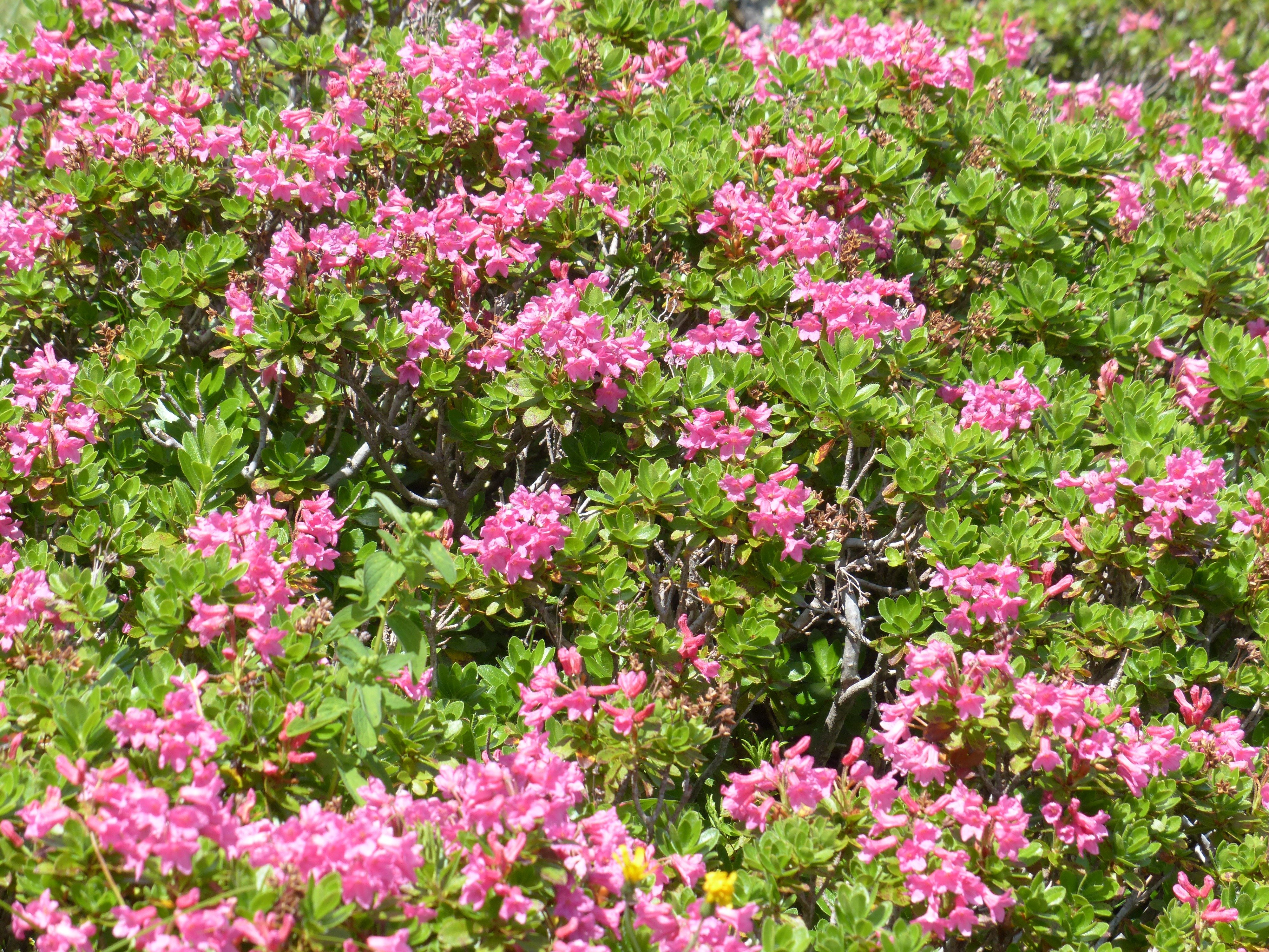 Куст с розовыми цветами название фото. Рододендрон почвопокровный. Рододендрон Green. Ericaceae Вересковые рододендрон. Rhododendron hirsutum.