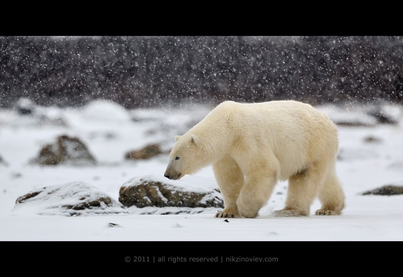 Дикая природа белого медведя. Белый медведь сидит. Белый медведь рычит. Белый медведь в дикой природе. Питание белых медведей в дикой природе.