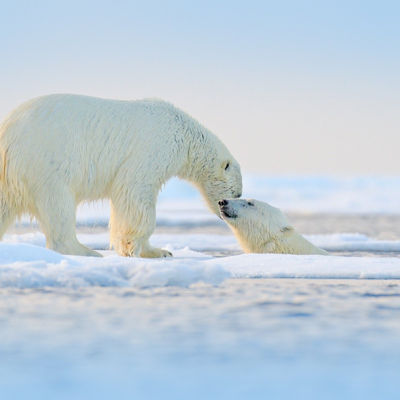 На льдах какого залива обитают белые. Белые медведи на Аляске. Белый медведь в дикой природе. Белый медведь в естественной среде. Полярный медведь в естественной среде.