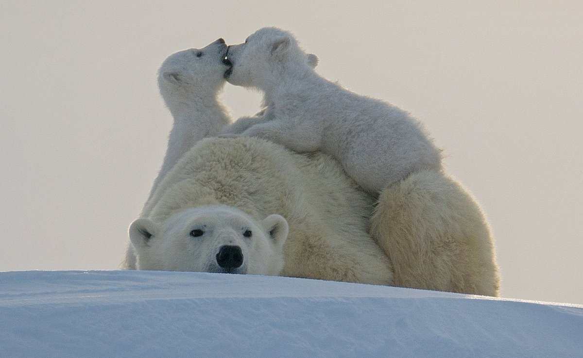 Полар бир (Polar Bear)