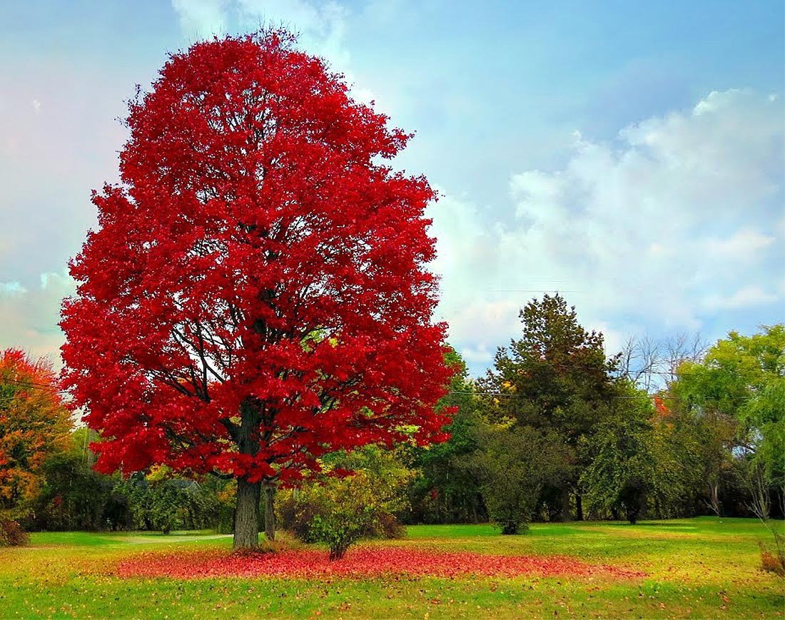 Червонное дерево