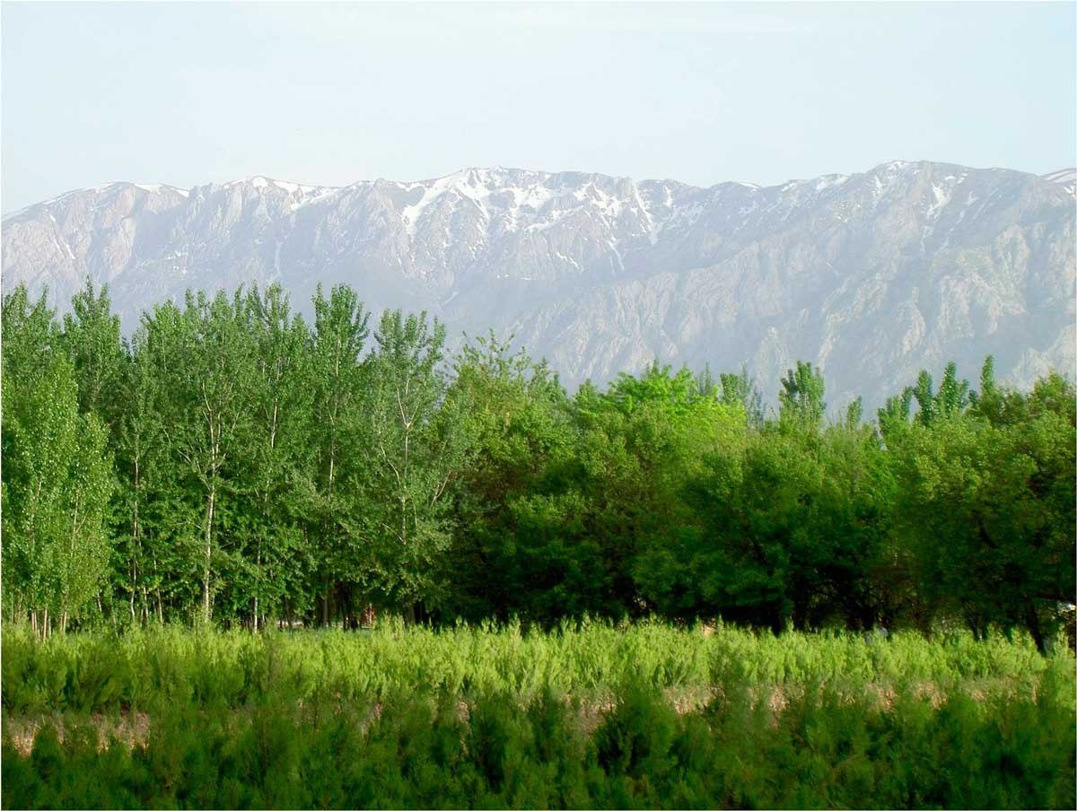 Деревья узбекистана