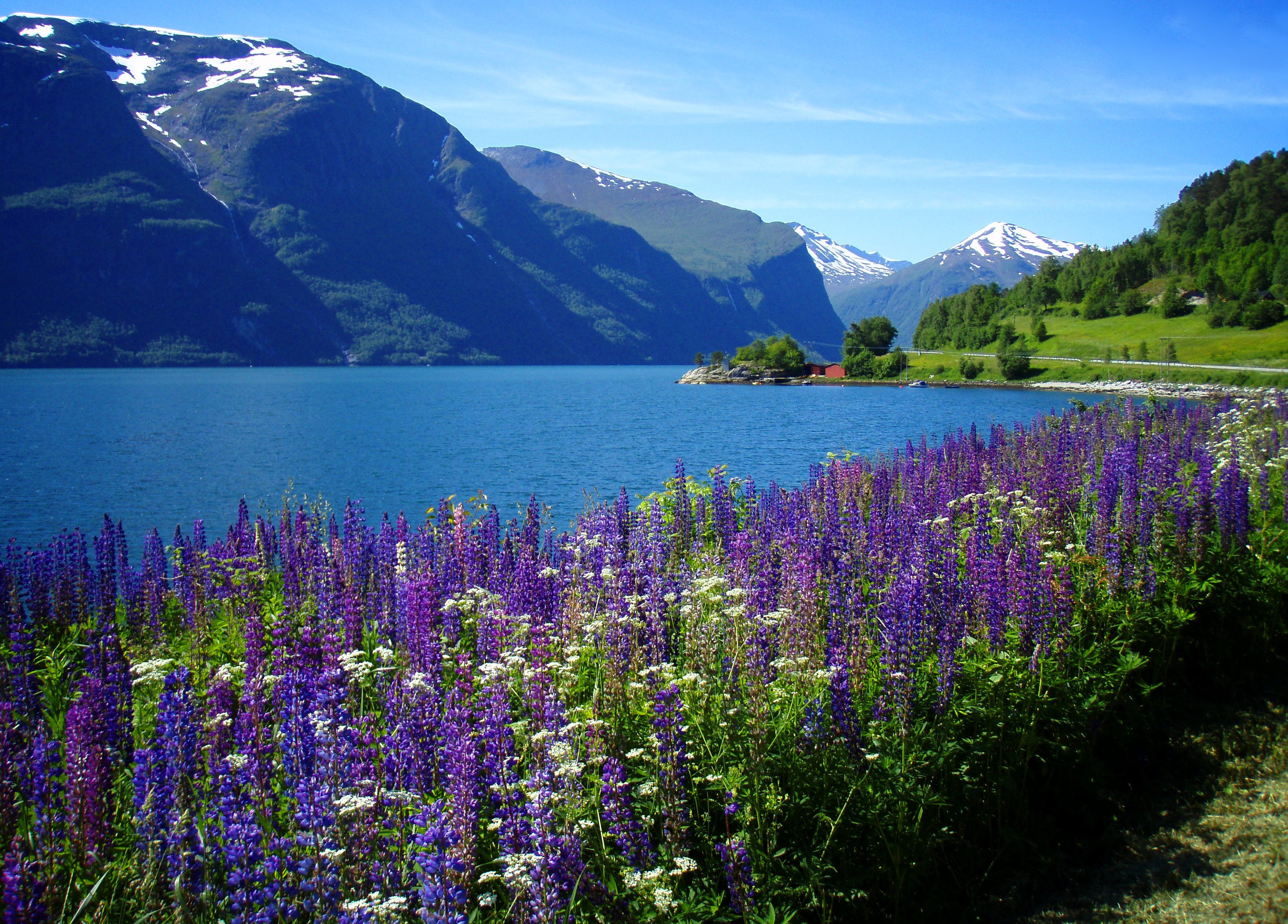 Amazing view. Цветы в горах. Природа горы цветы. Озеро цветы.