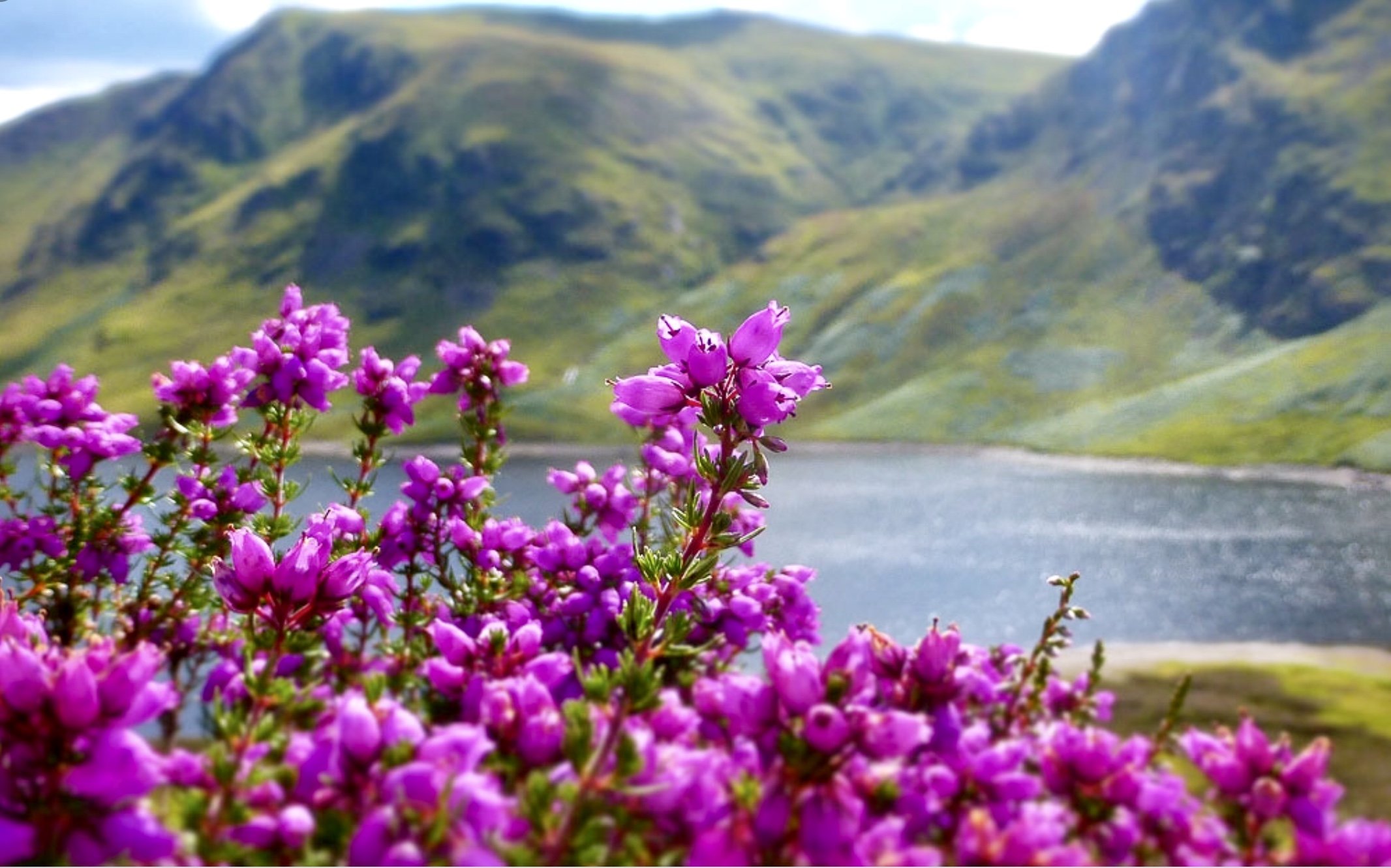 Цветы норвегии. Вереск цветет в Шотландии. Вересковые поля в Шотландии. Вереск в Норвегии. Ирландия Цветущий Вереск.
