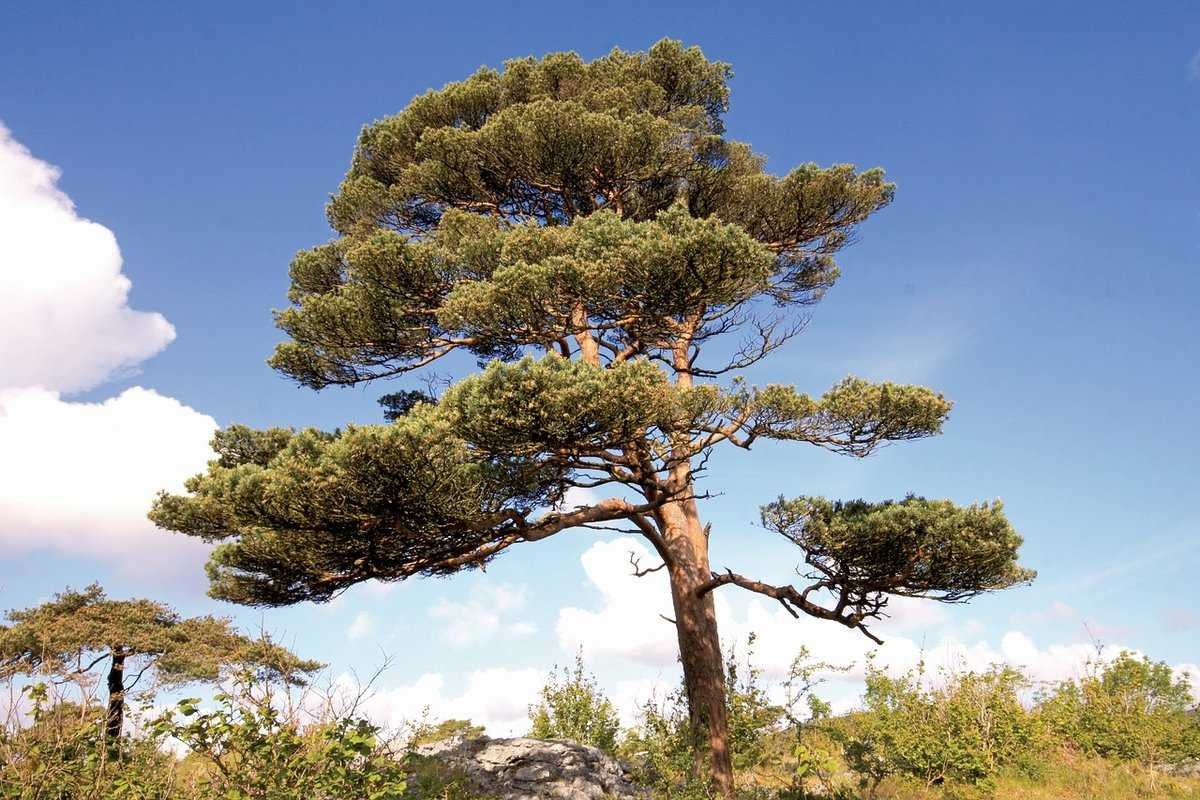 Сосна обыкновенная Pinus Sylvestris l