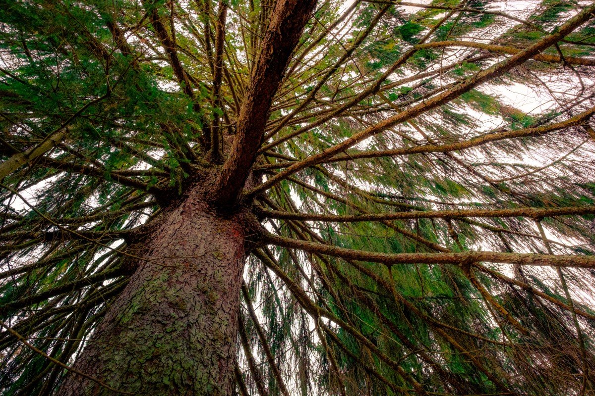 Spruce Tree mood