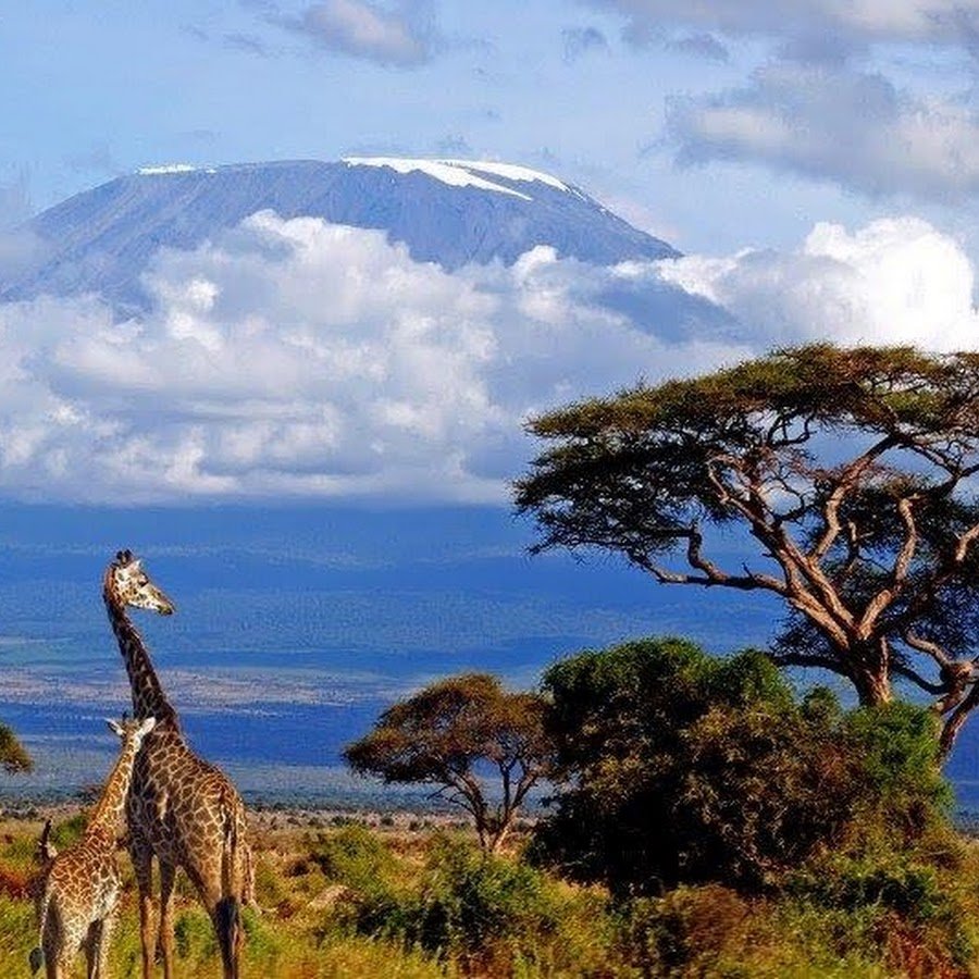 Животный мир кении