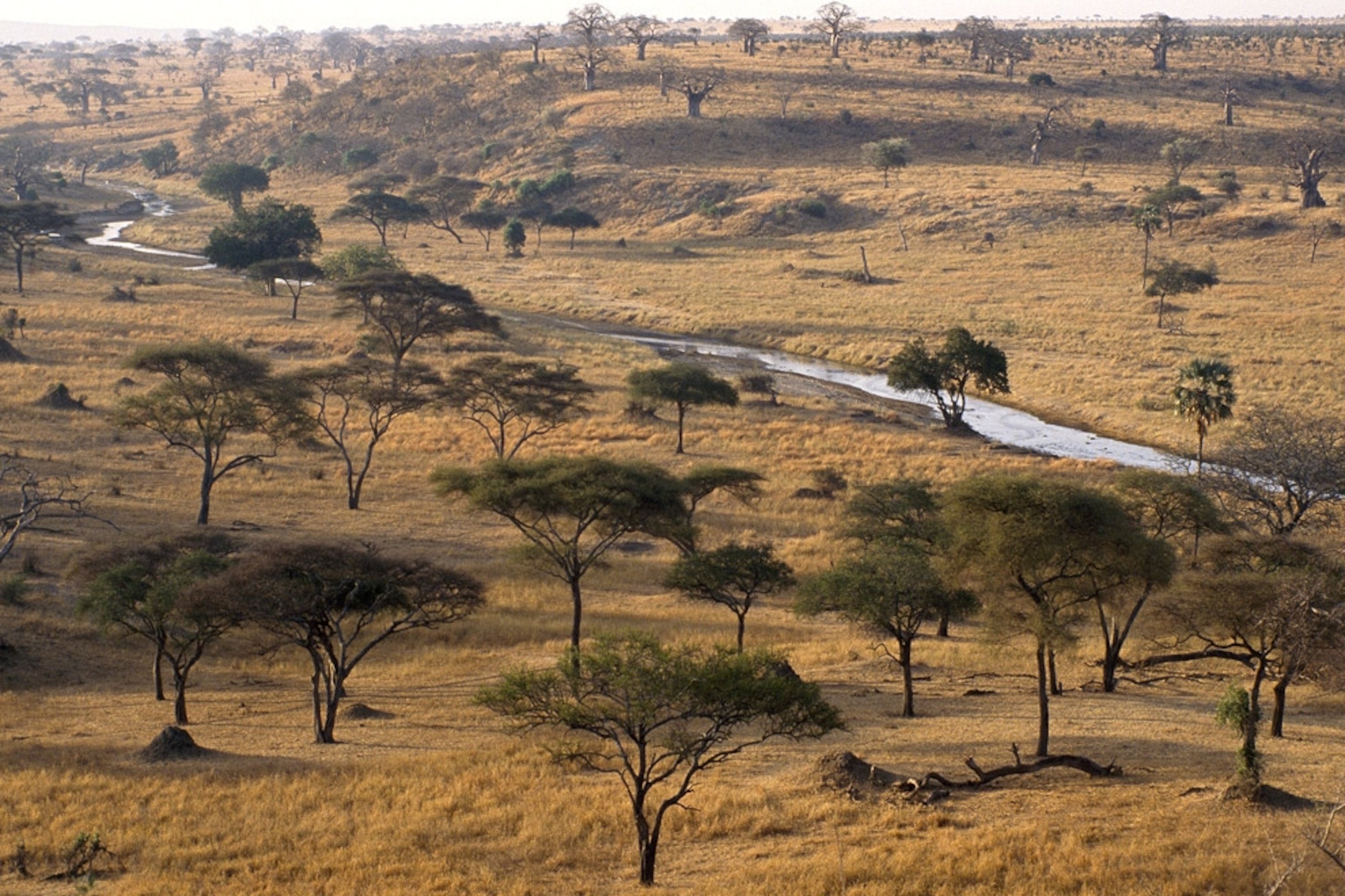 Саванны и редколесья занимают обширные равнины африки. Климат саванн и редколесий Африки. Саванны Танзании. Саванны и редколесья. Саванны Австралии.