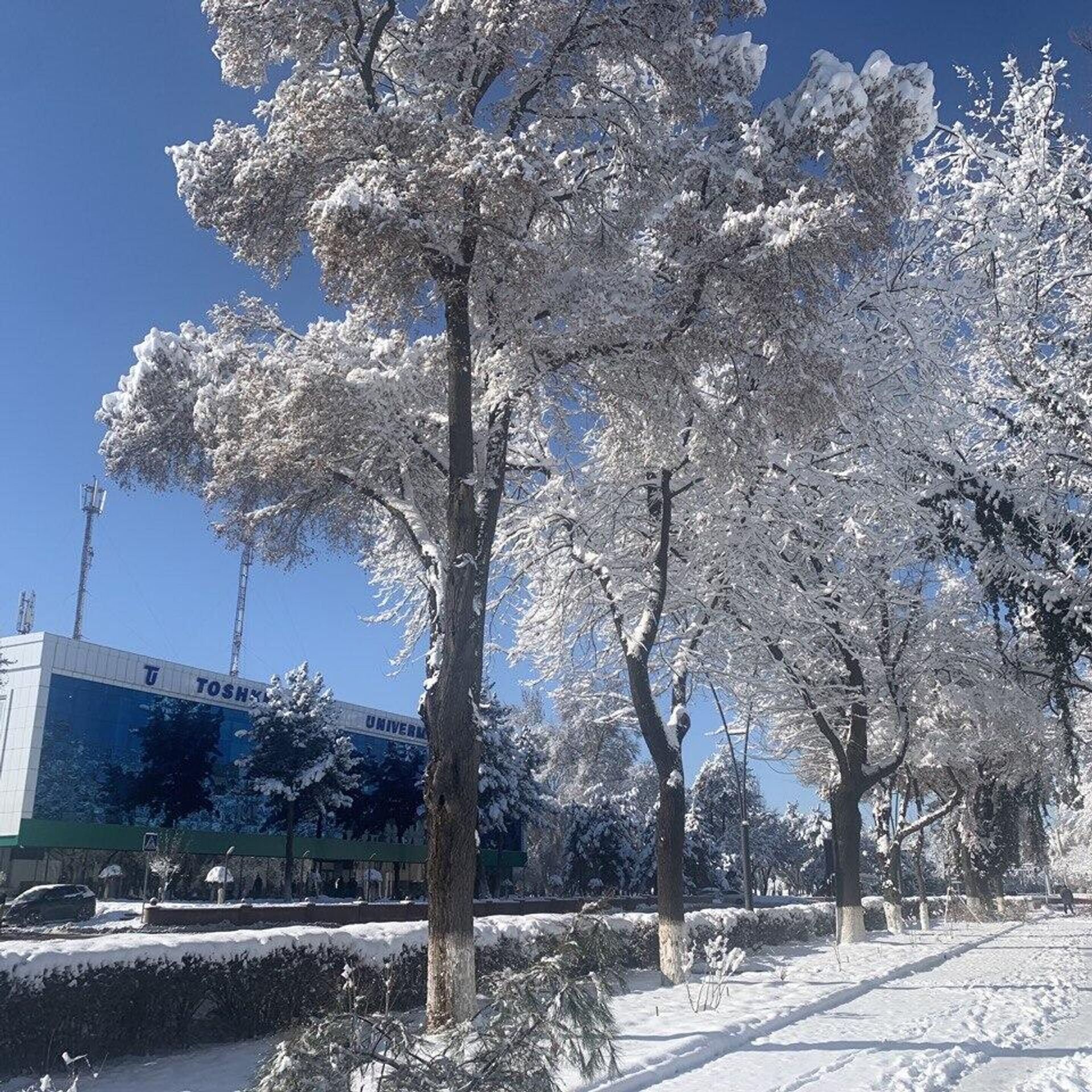Ташкент январь. Узбекистан Ташкент зимой. Ташкент 2023. Ташкент 2023 город. Tashkent City Ташкент зима.