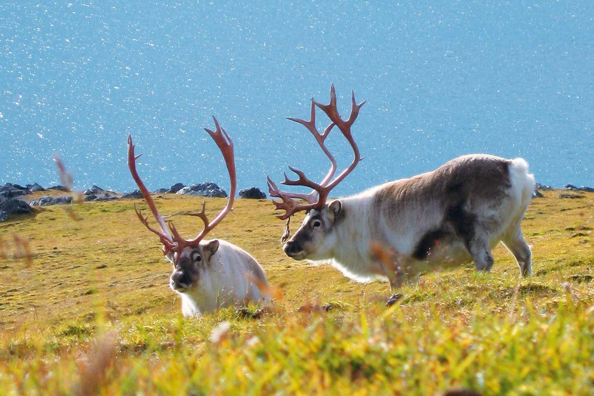 Парк северных животных. Новоземельский Северный олень. Заповедник ""Костомукшский"" Северный олень. Национальный парк Гренландии. Северный Гренландский национальный парк.