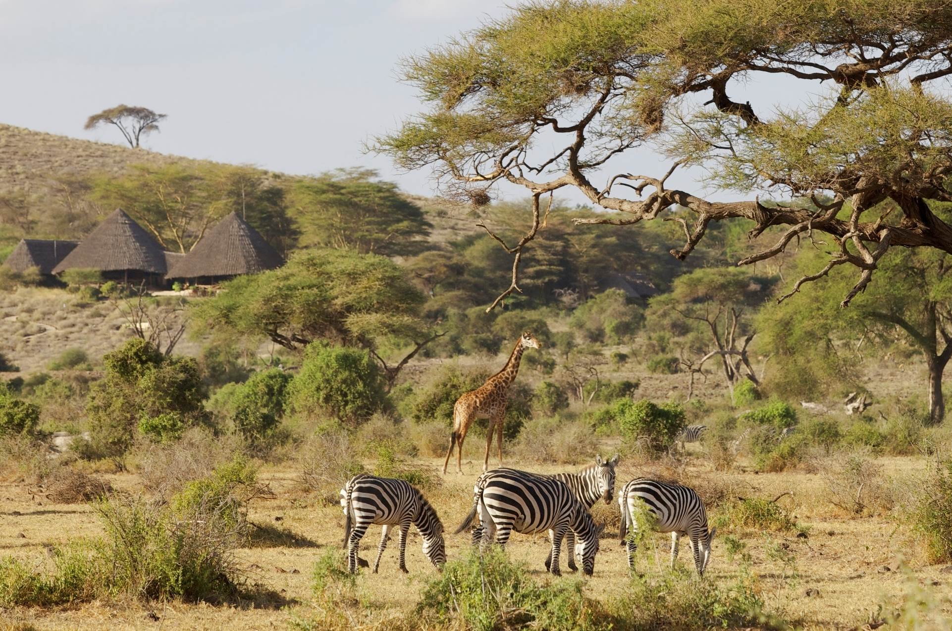 Национальный парк каким названием есть в африке. Национальный парк Амбосели Кения. Амбосели сафари Кения. Национальный парк Найроби Кения. Сафари (Амбосели национальный парк).