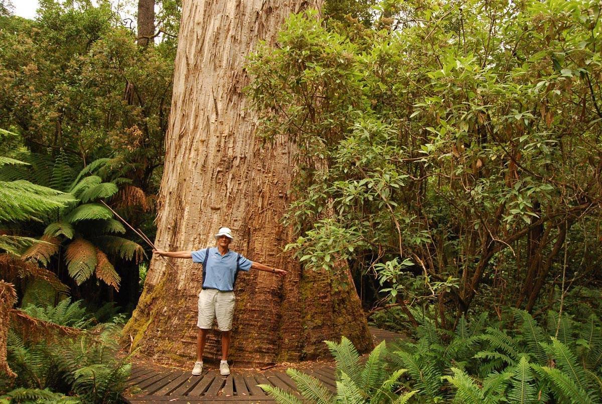 Национальное дерево австралии