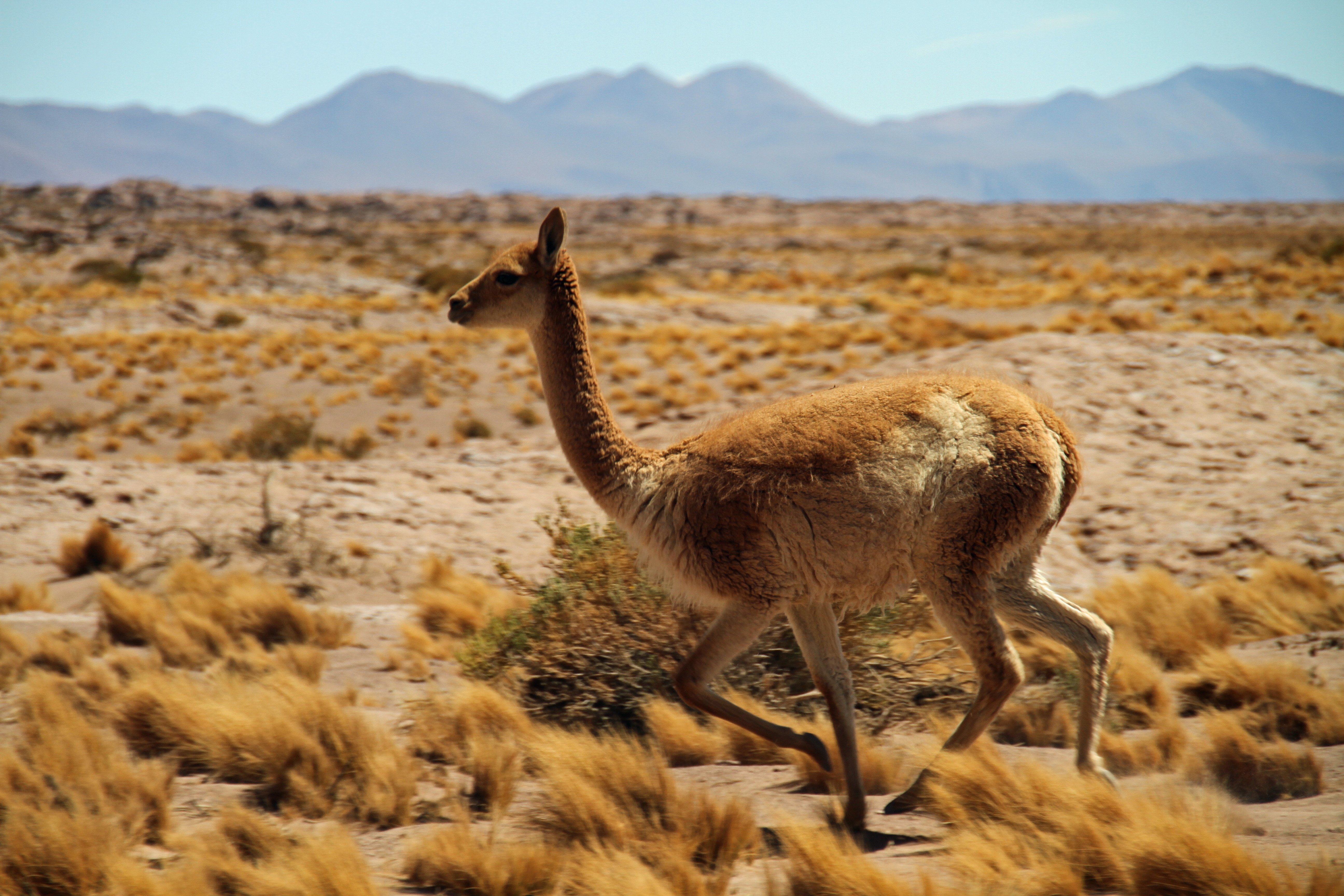 Какие животные обитают в пустынях и полупустынях