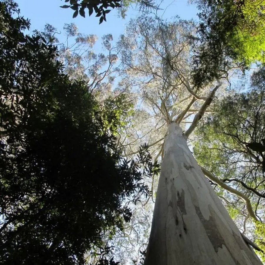 Самое высокое дерево австралии