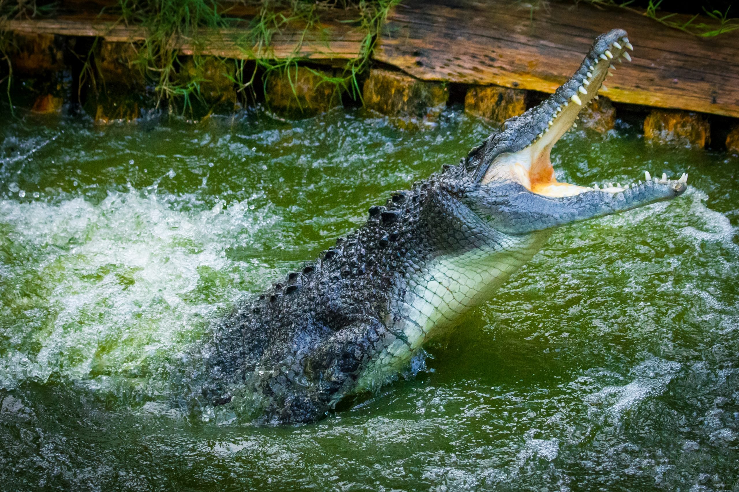 Самый большой аллигатор. Морской гребнистый крокодил. Гигантский гребнистый крокодил. Австралийский гребнистый крокодил. Гребнистый крокодил и Аллигатор.