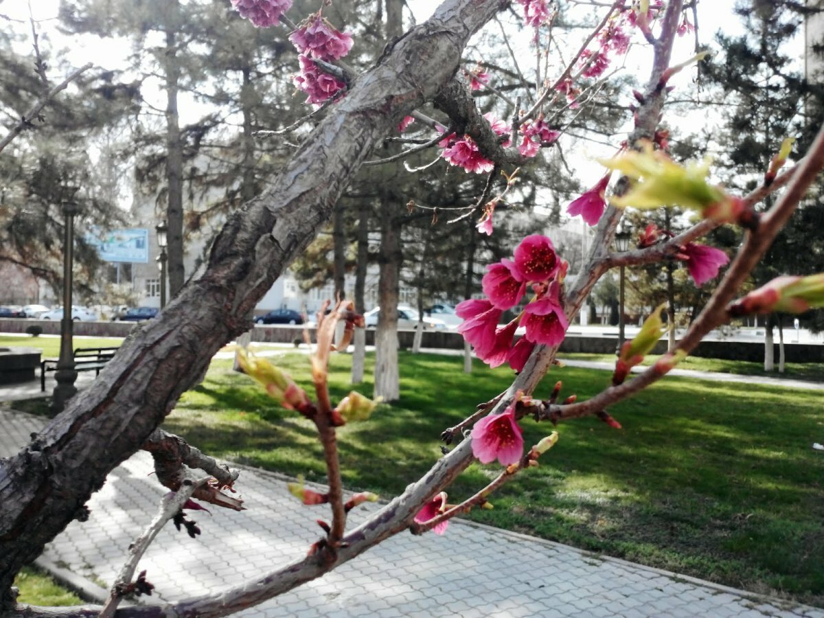 Самарканд горы агалык