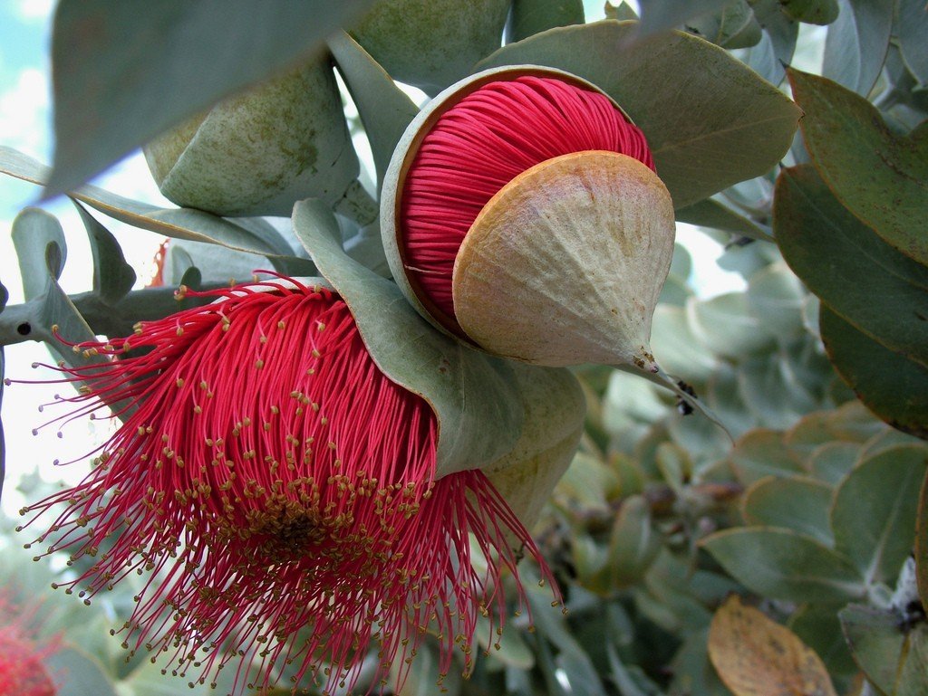 Эвкалипт macrocarpa
