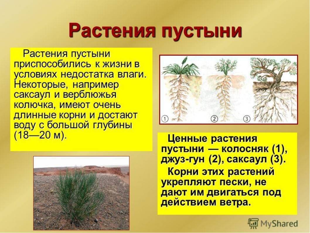 Полупустыни растения верблюжья колючка